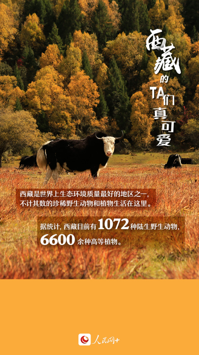 近距離觀察西藏“萌物”，走起！