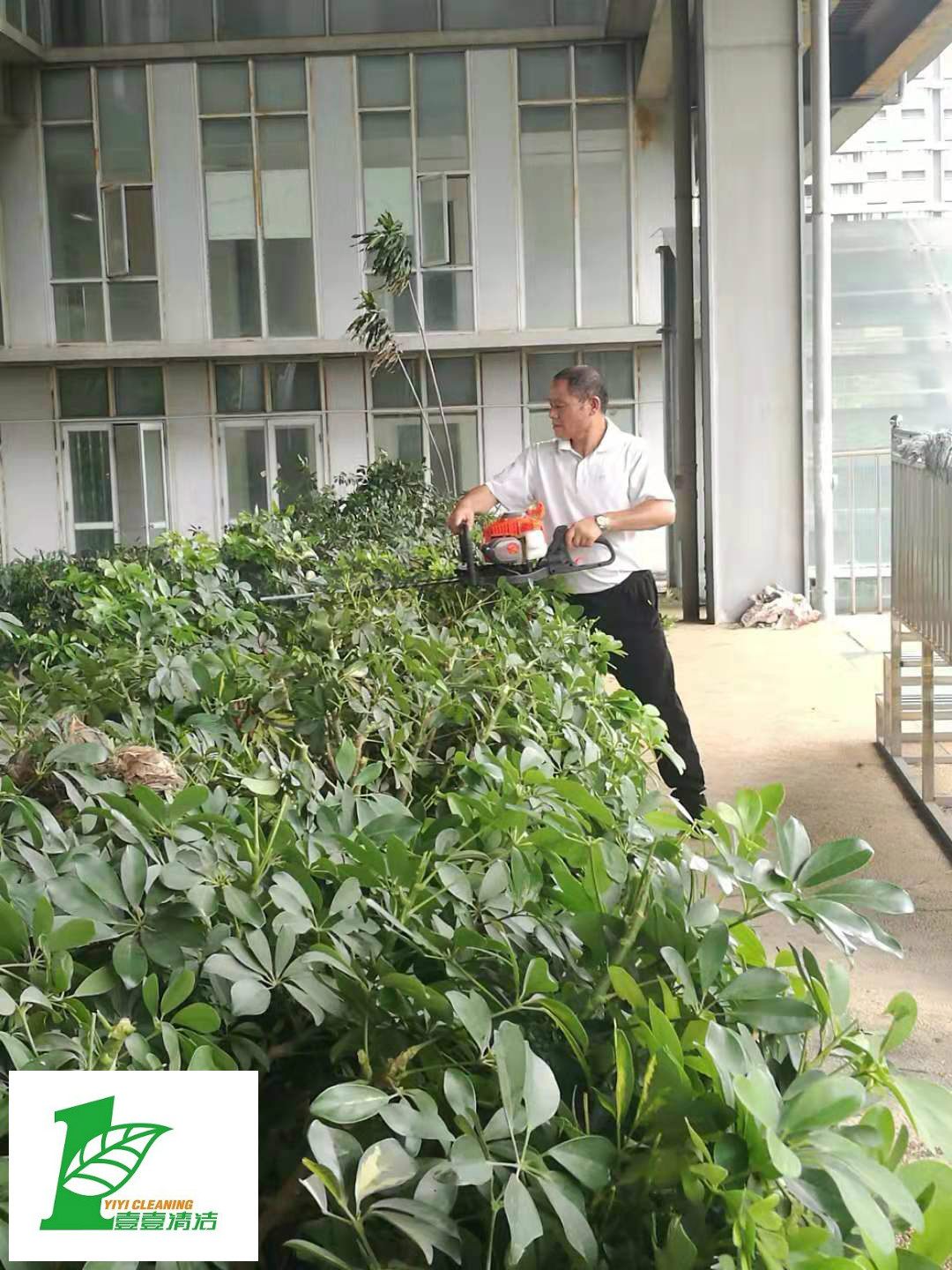 壹壹公司告訴您綠化養(yǎng)護必備修剪技巧？